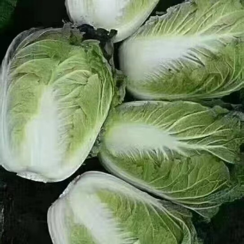 夏邑白菜精品黄心白菜大量上市中产地直供量大从优欢迎联系