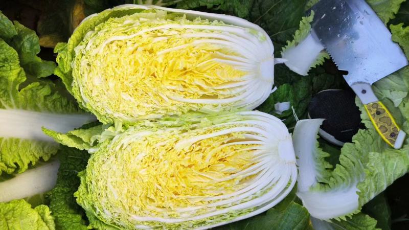 夏邑白菜精品黄心白菜大量上市中产地直供量大从优欢迎联系
