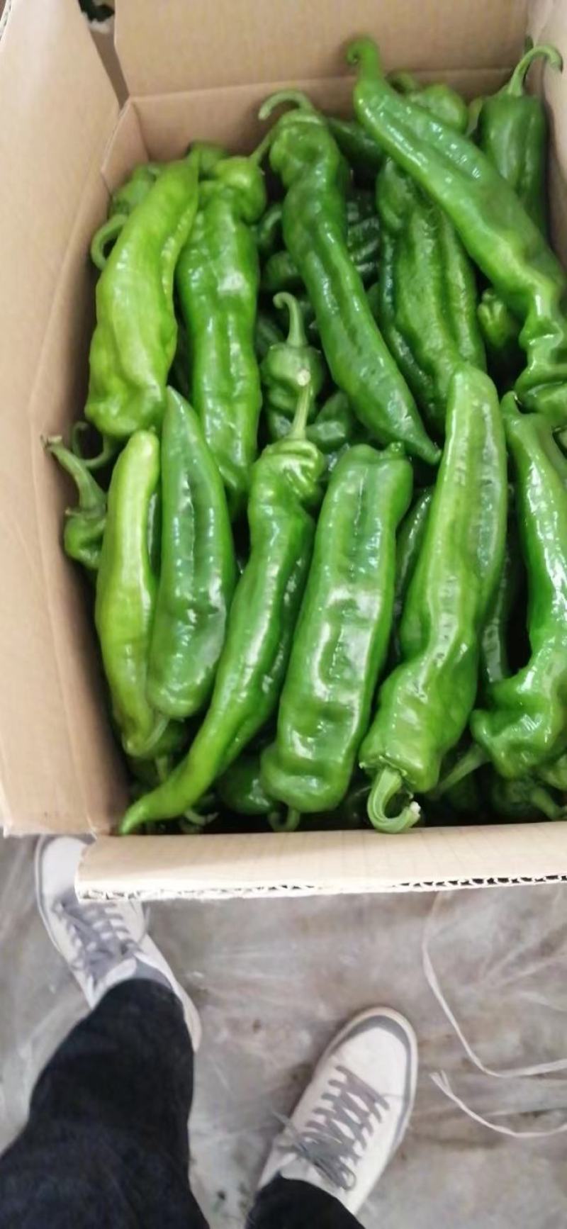 夏邑鲜辣椒精品301辣椒一手货源质量保证价格实惠