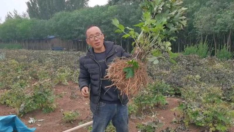 牡丹花苗观赏牡丹，菏泽基地几十个品种，秋季直供现挖现发。