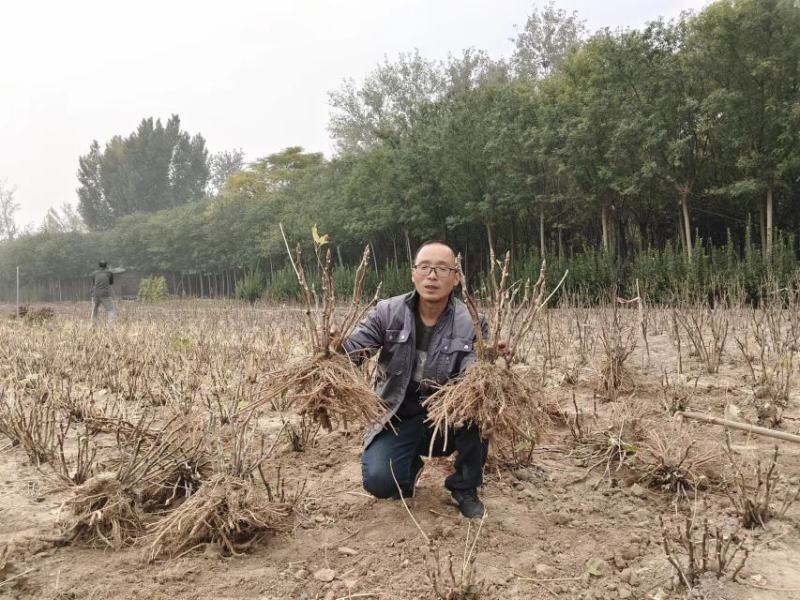 牡丹花苗观赏牡丹，菏泽基地几十个品种，秋季直供现挖现发。