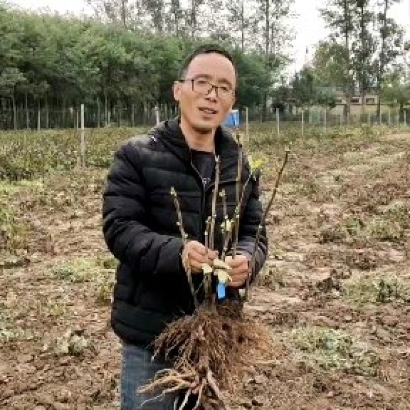 牡丹花苗观赏牡丹，菏泽基地几十个品种，秋季直供现挖现发。