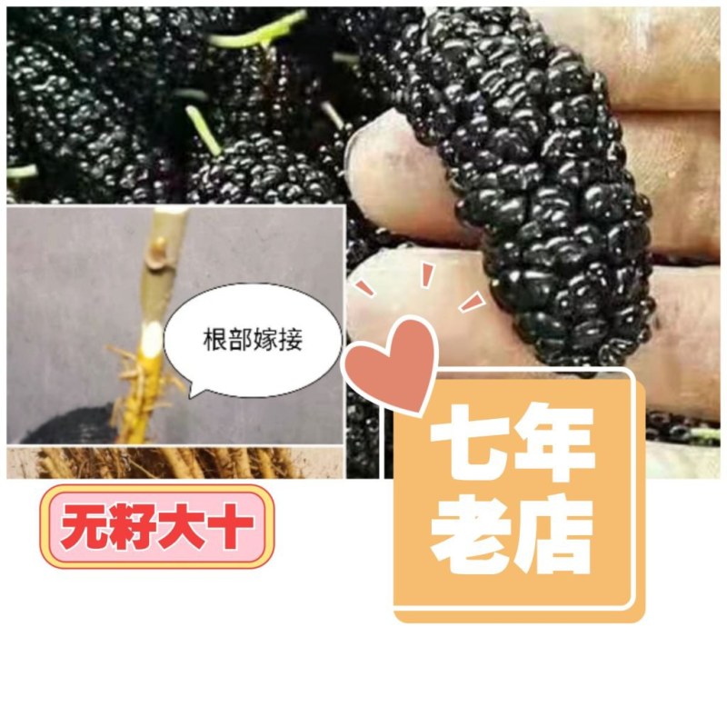 果桑苗无籽大十嫁接苗（汁多口感好甜度高）包对版包技术