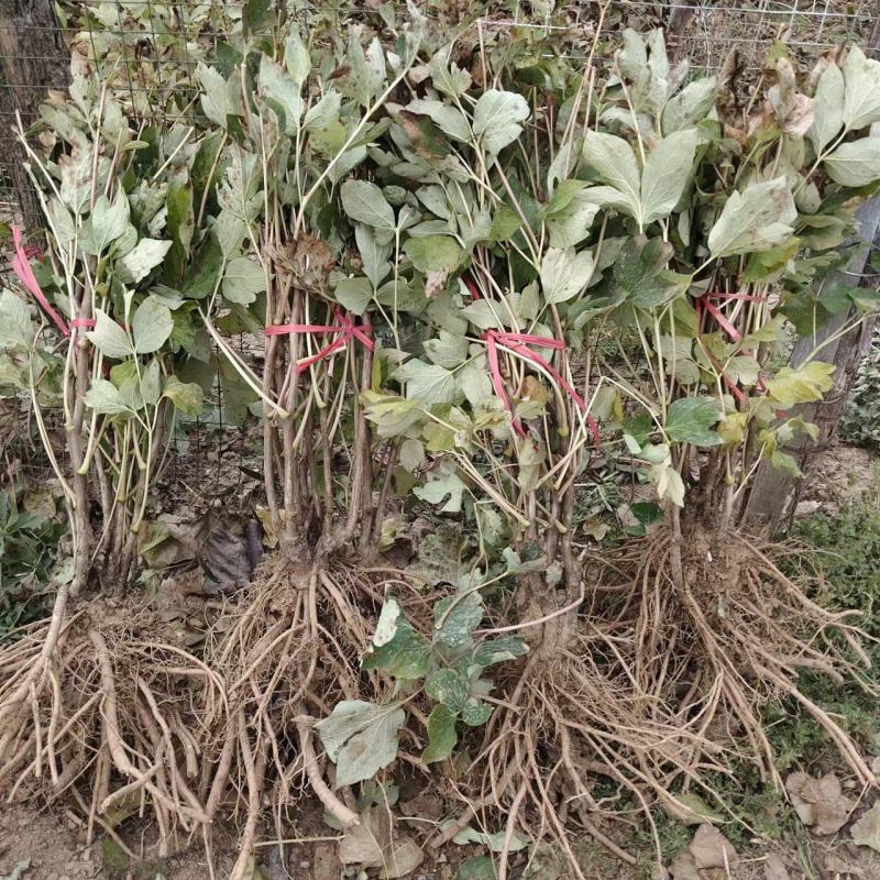 牡丹花苗观赏牡丹，菏泽基地几十个品种，秋季直供现挖现发。