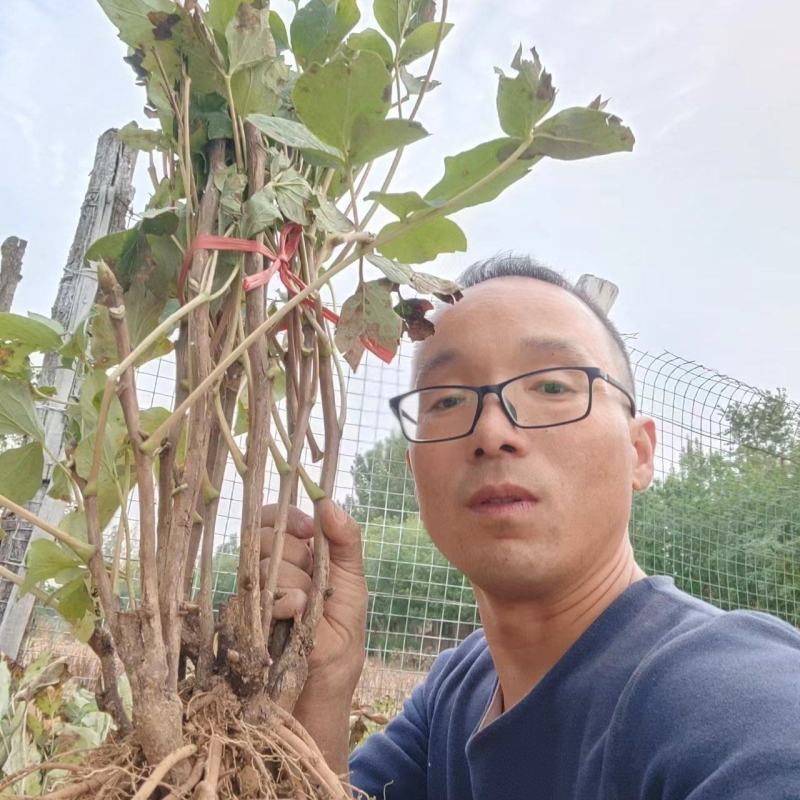 牡丹花苗观赏牡丹，菏泽基地几十个品种，秋季直供现挖现发。