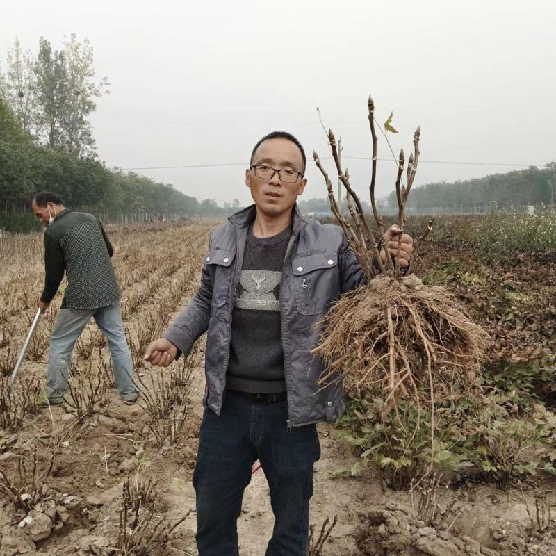 牡丹花苗观赏牡丹，菏泽基地几十个品种，秋季直供现挖现发。