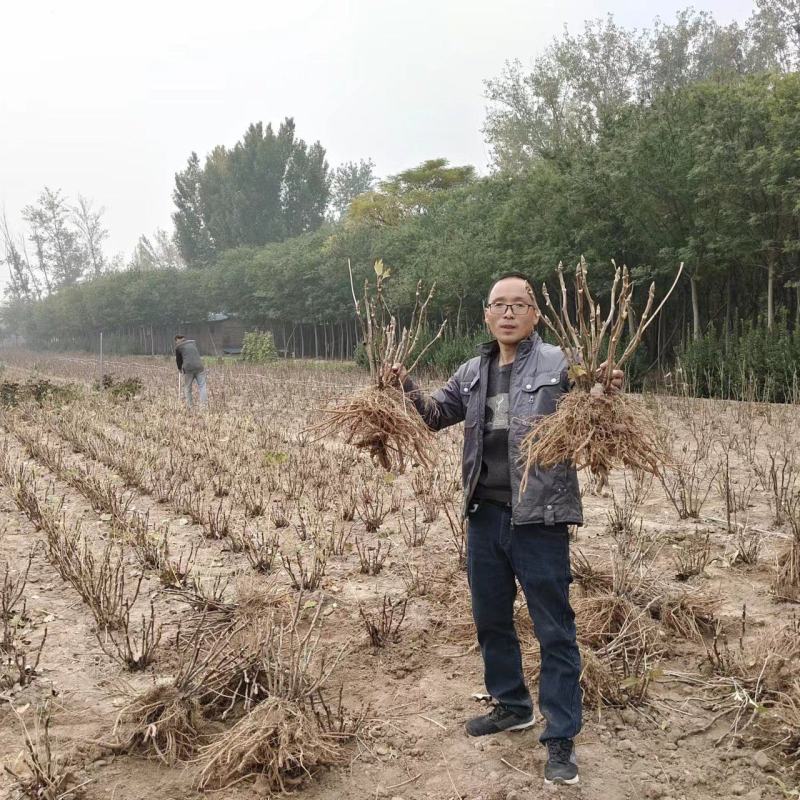 牡丹花苗观赏牡丹，菏泽基地几十个品种，秋季直供现挖现发。