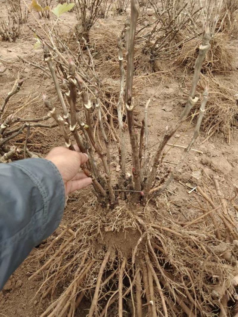 牡丹花苗观赏牡丹，菏泽基地几十个品种，秋季直供现挖现发。