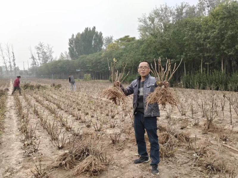 牡丹花苗观赏牡丹，菏泽基地几十个品种，秋季直供现挖现发。