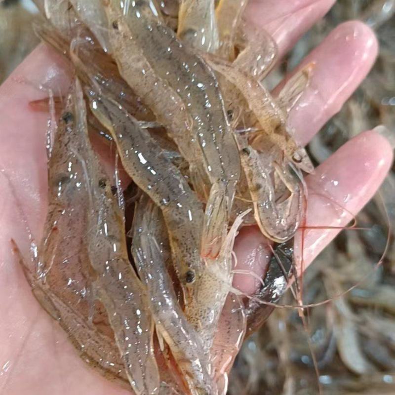 海虾子