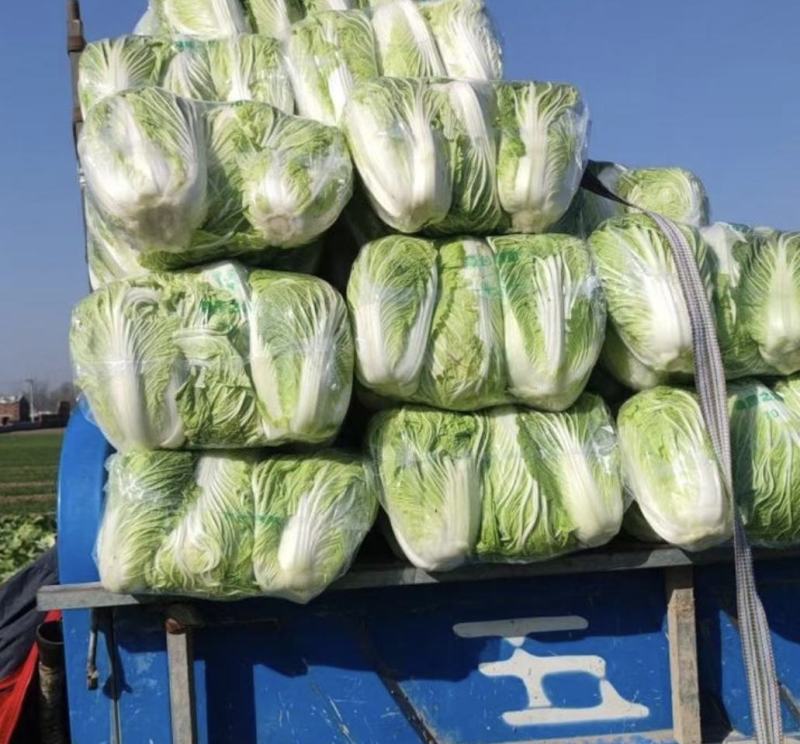 夏邑白菜精品黄心白菜大量上市中产地直供量大从优欢迎联系