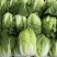 夏邑白菜精品黄心白菜大量上市中产地直供量大从优欢迎联系