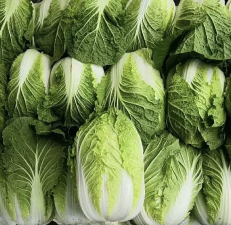 夏邑白菜精品黄心白菜大量上市中产地直供量大从优欢迎联系