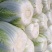 夏邑白菜精品黄心白菜大量上市中产地直供量大从优欢迎联系
