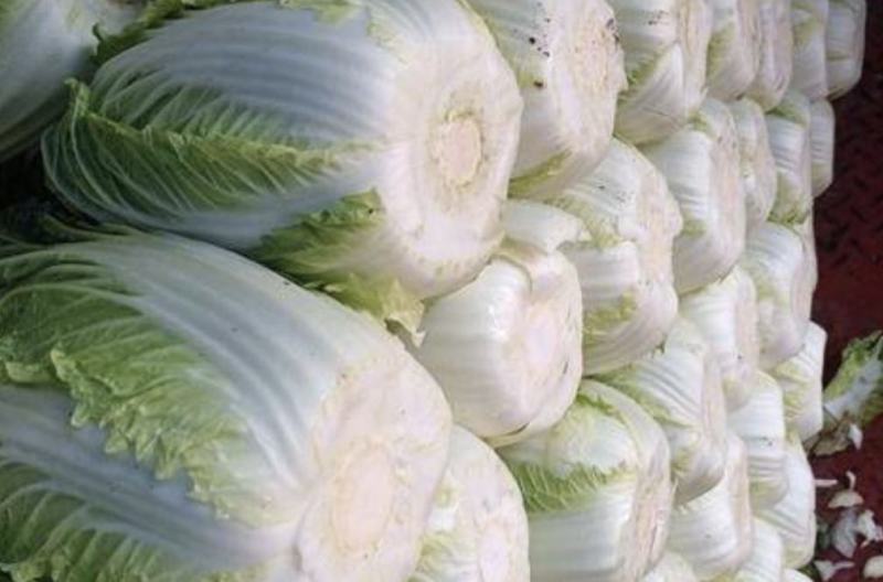 夏邑白菜精品黄心白菜大量上市中产地直供量大从优欢迎联系
