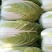 夏邑白菜精品黄心白菜大量上市中产地直供量大从优欢迎联系