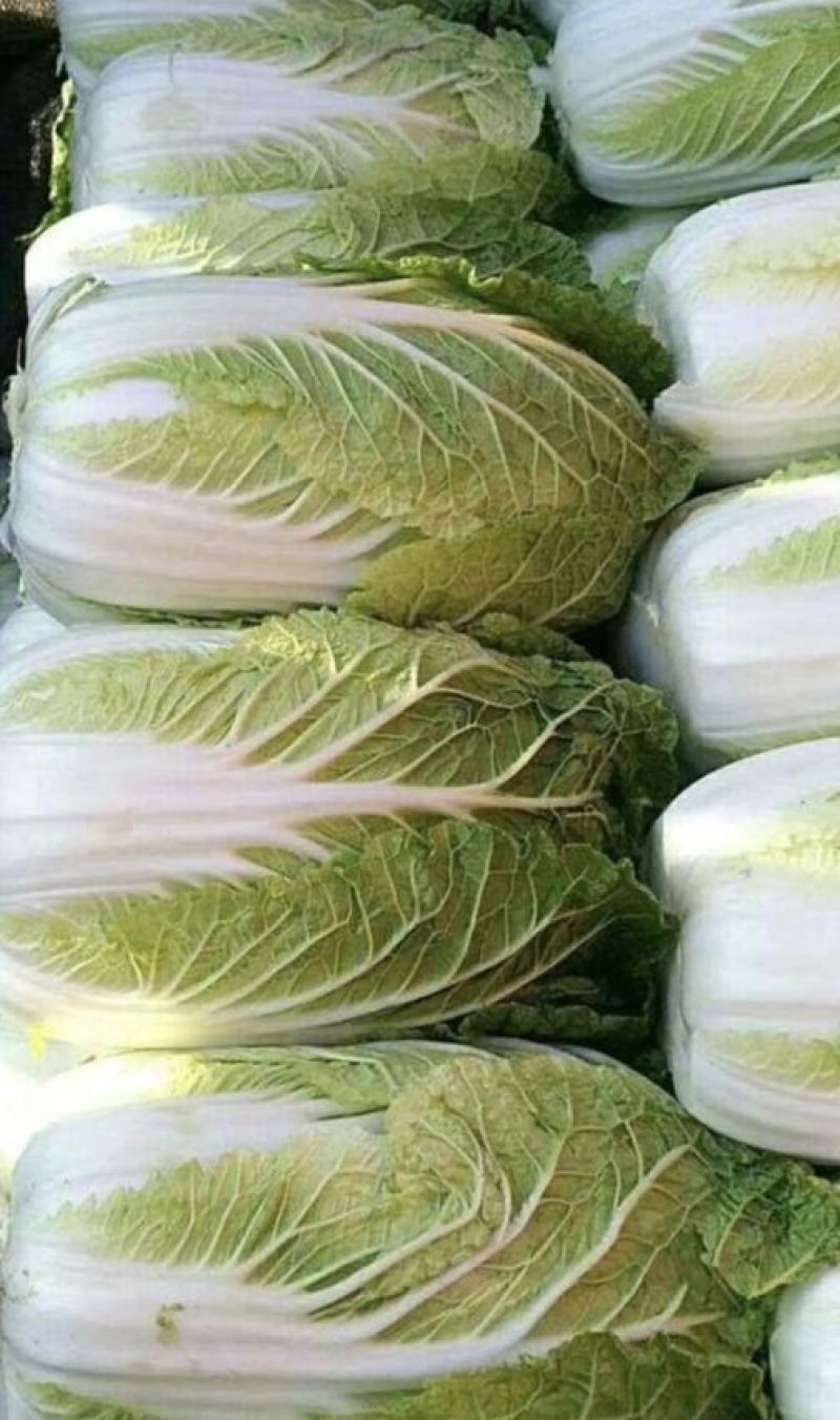 夏邑白菜精品黄心白菜大量上市中产地直供量大从优欢迎联系