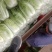 夏邑白菜精品黄心白菜大量上市中产地直供量大从优欢迎联系