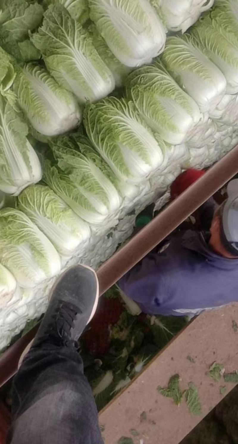 夏邑白菜精品黄心白菜大量上市中产地直供量大从优欢迎联系