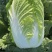 夏邑白菜精品黄心白菜大量上市中产地直供量大从优欢迎联系