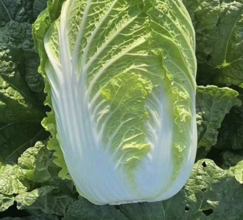 夏邑白菜精品黄心白菜大量上市中产地直供量大从优欢迎联系
