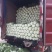 夏邑白菜精品黄心白菜大量上市中产地直供量大从优欢迎联系
