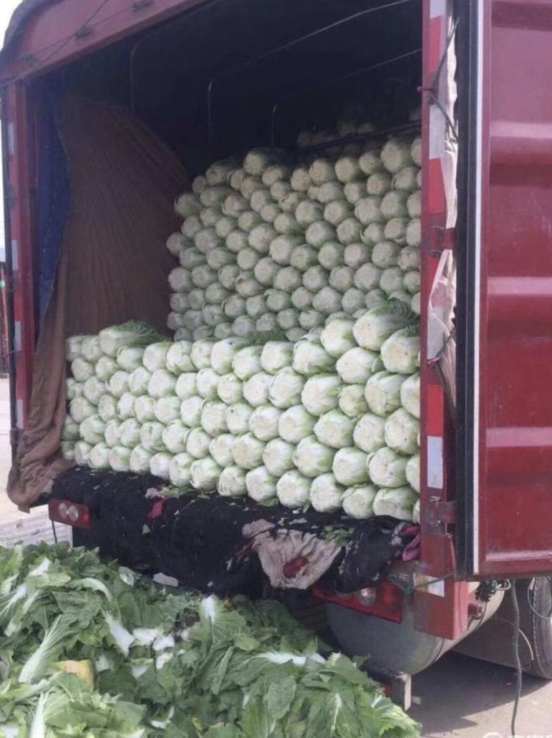 夏邑白菜精品黄心白菜大量上市中产地直供量大从优欢迎联系