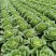 夏邑白菜精品黄心白菜大量上市中产地直供量大从优欢迎联系