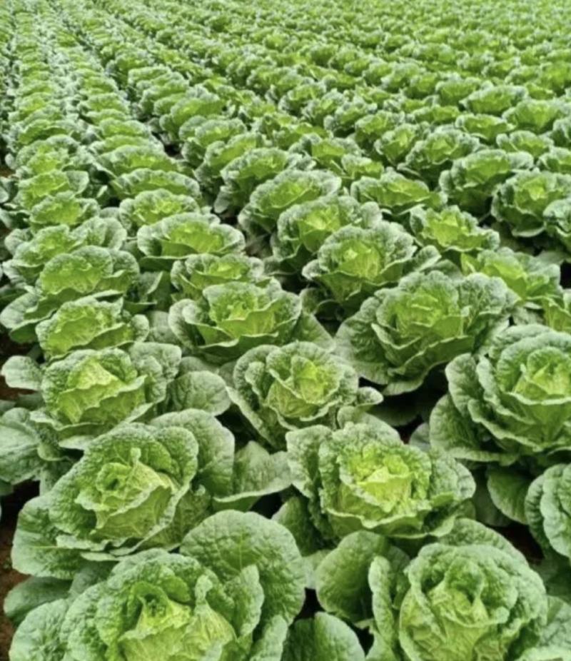 夏邑白菜精品黄心白菜大量上市中产地直供量大从优欢迎联系