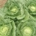 夏邑白菜精品黄心白菜大量上市中产地直供量大从优欢迎联系