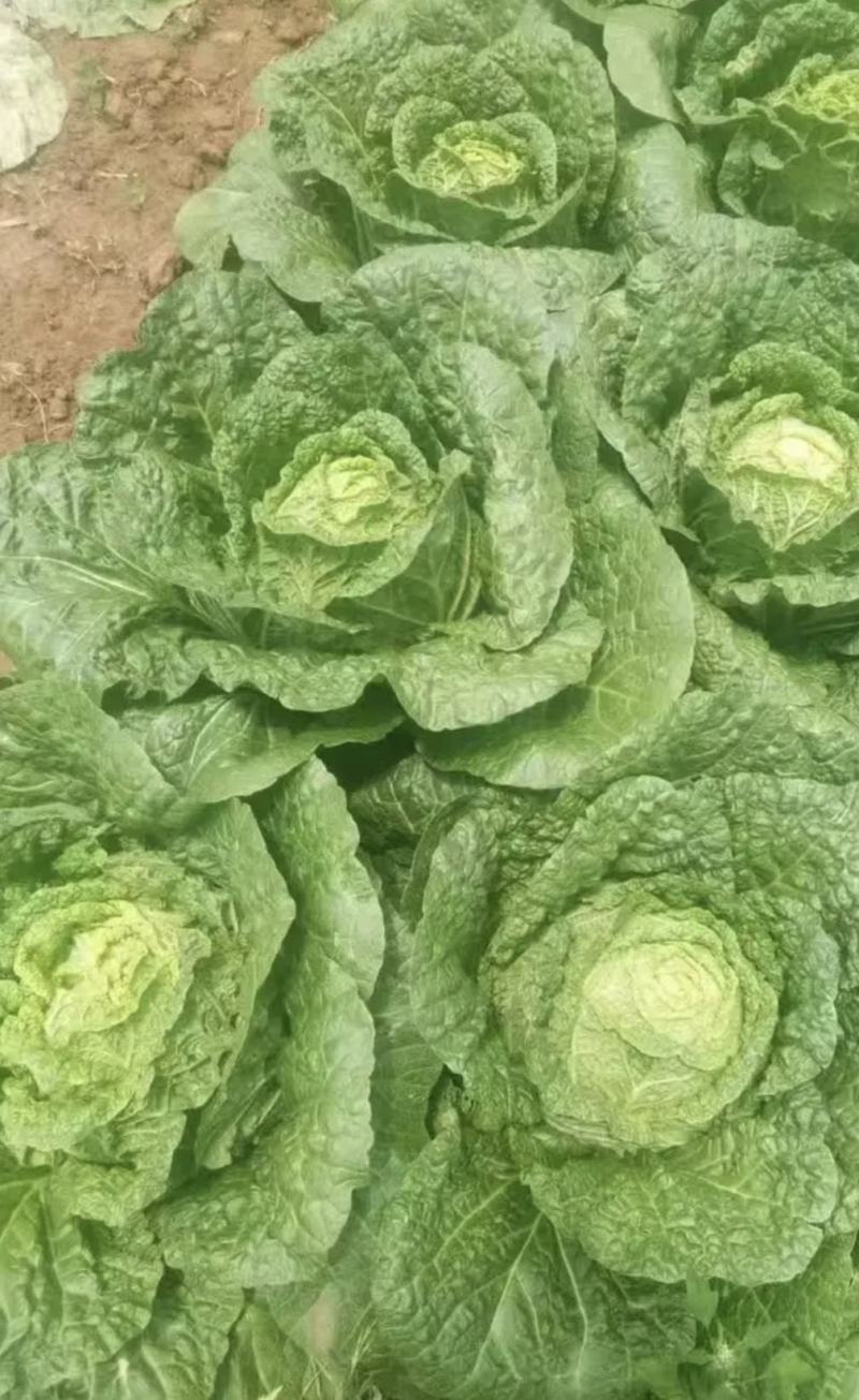 夏邑白菜精品黄心白菜大量上市中产地直供量大从优欢迎联系