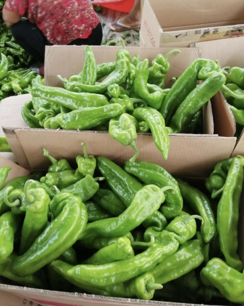 夏邑鲜辣椒精品301辣椒一手货源质量保证价格实惠