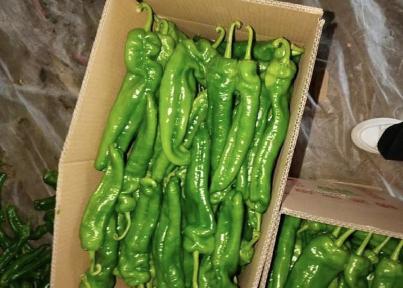夏邑鲜辣椒精品301辣椒一手货源质量保证价格实惠