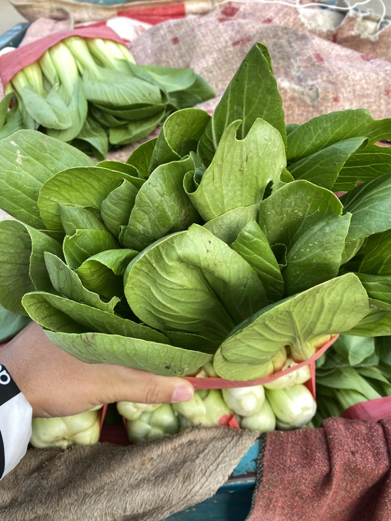 河北邯郸本地小油菜大量现货供应可视频在线观看量大从优