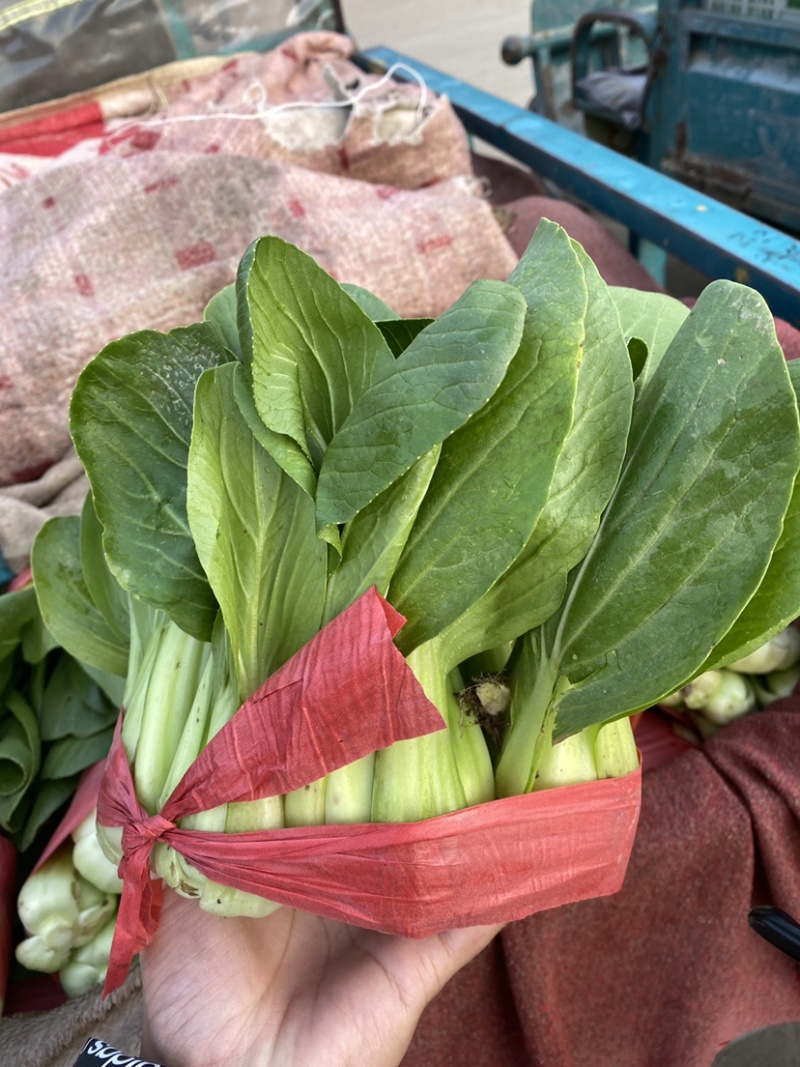 河北邯郸本地小油菜大量现货供应可视频在线观看量大从优