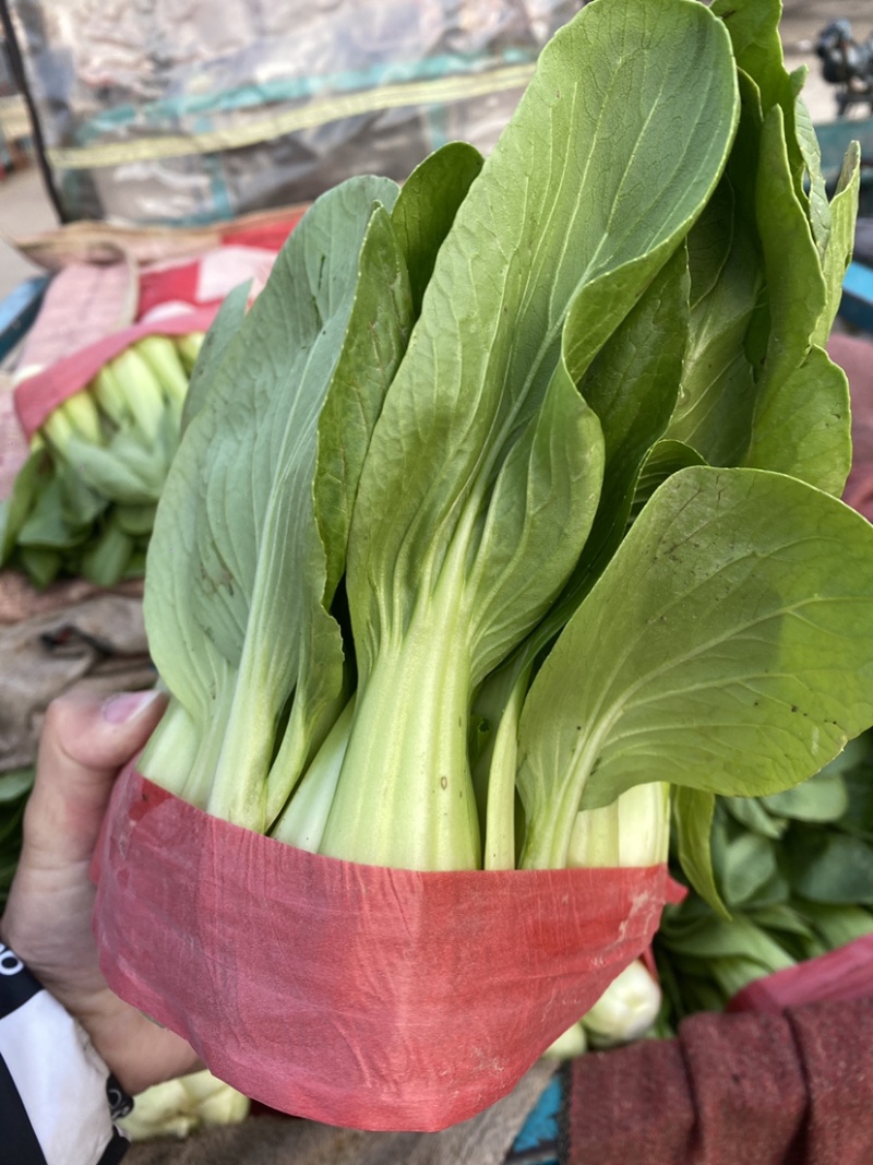 河北邯郸本地小油菜大量现货供应可视频在线观看量大从优