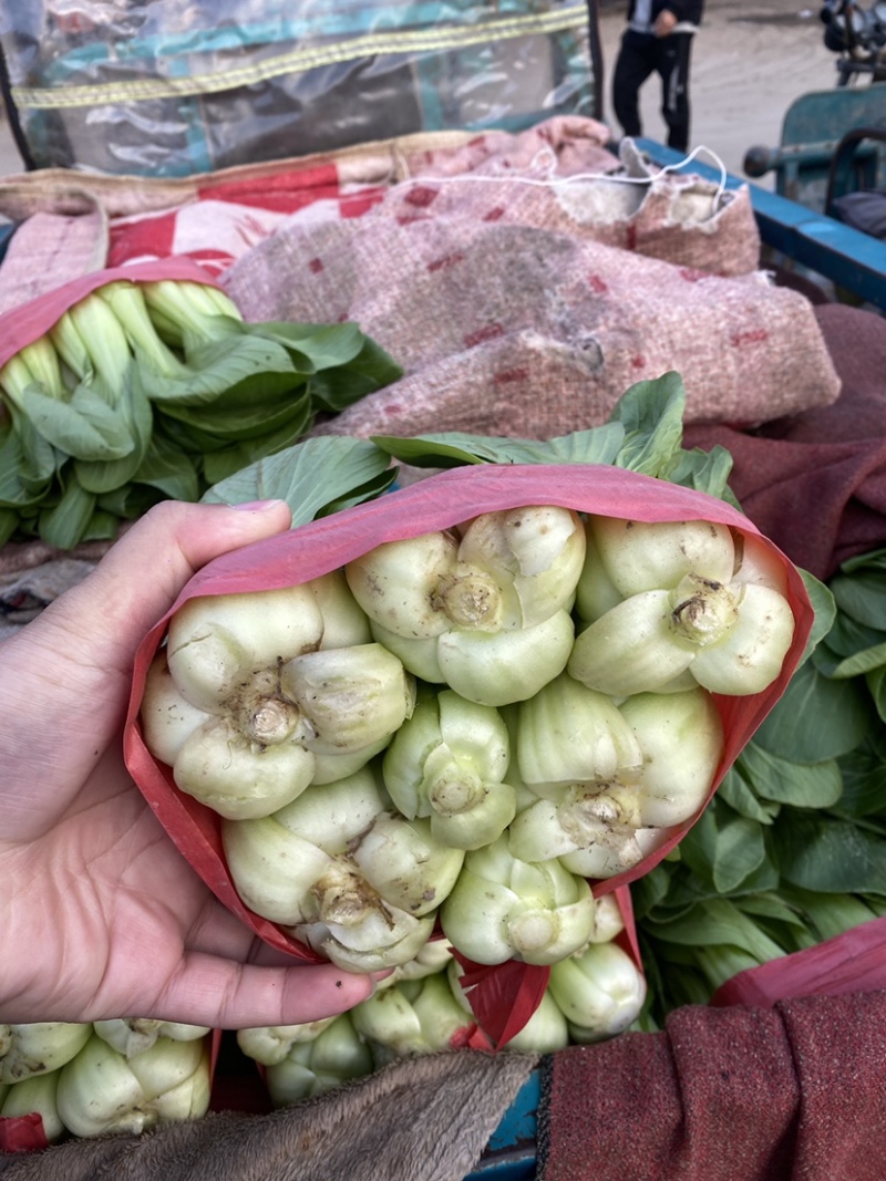 河北邯郸本地小油菜大量现货供应可视频在线观看量大从优