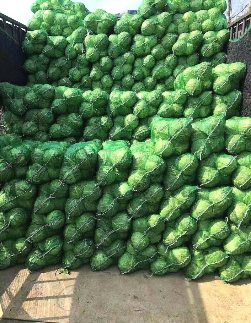 【推荐】精品甘蓝，一手货源，诚信代收，只做精品！