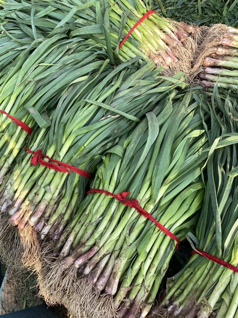 河北邯郸本地蒜苗大量现货供应可视频观看量大，从优