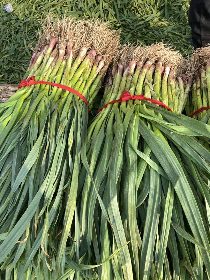 河北邯郸本地蒜苗大量现货供应可视频观看量大，从优