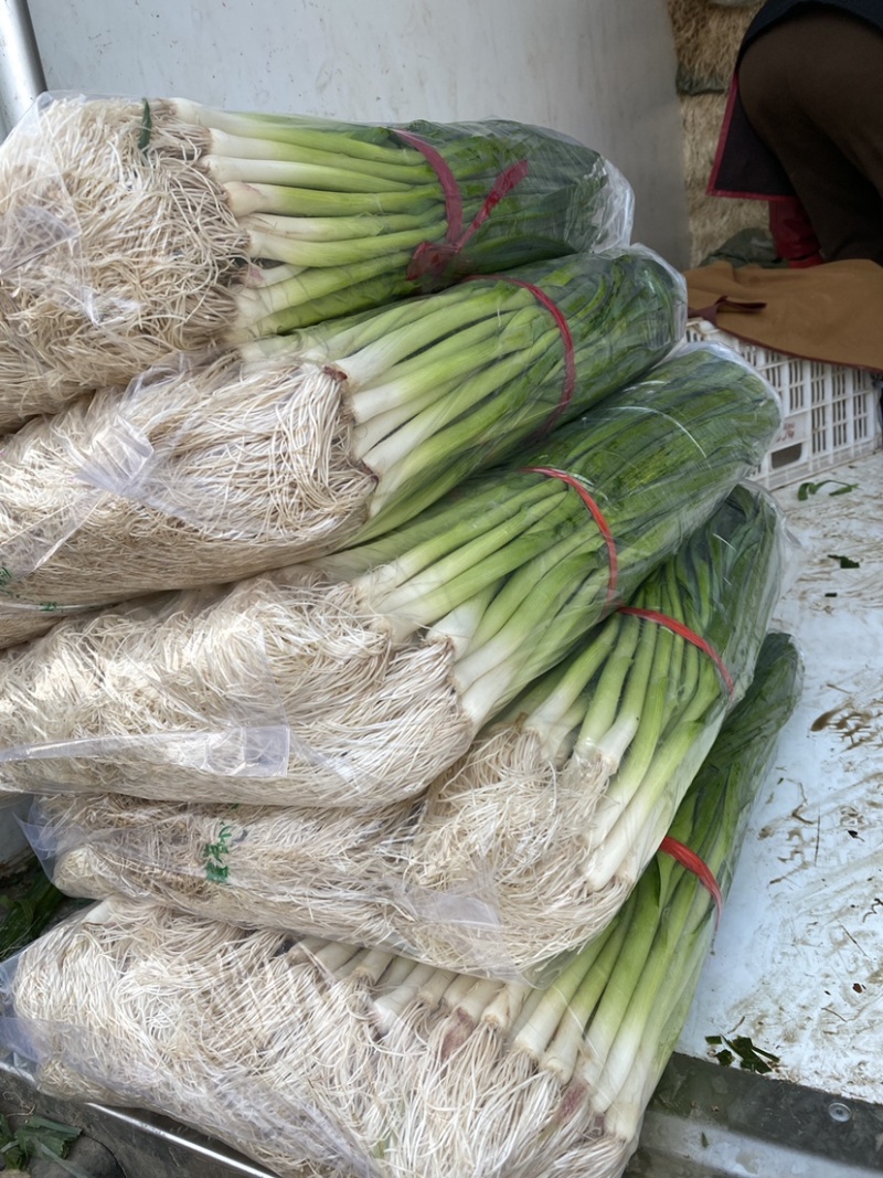 河北邯郸本地蒜苗大量现货供应可视频观看量大，从优