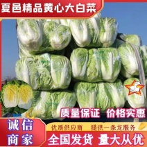 夏邑白菜精品黄心白菜大量上市中产地直供量大从优欢迎联系