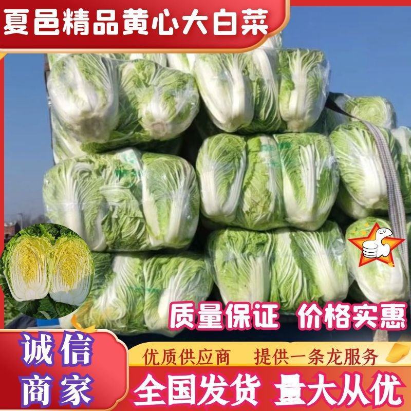 夏邑白菜精品黄心白菜大量上市中产地直供量大从优欢迎联系