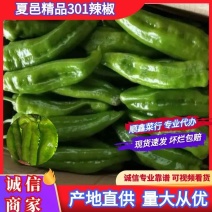 夏邑鲜辣椒精品301辣椒一手货源质量保证价格实惠