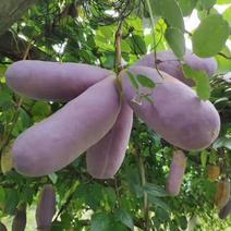 八月瓜苗少籽肉薄紫宝一号，优质改良品种