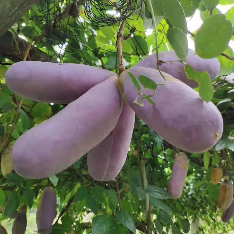八月瓜苗少籽肉薄紫宝一号，优质改良品种