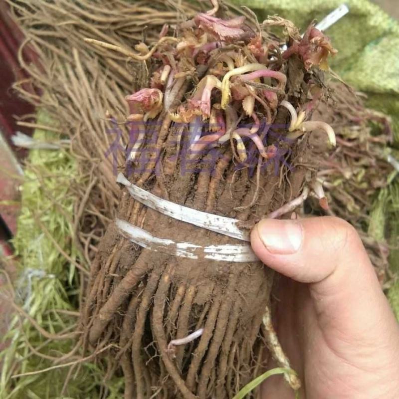 出售中药材羌活苗苗圃直发量大从优全国发货
