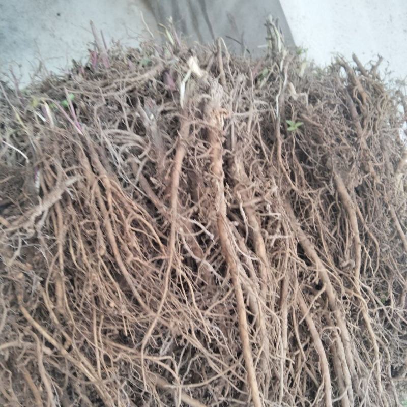 出售中药材羌活苗苗圃直发量大从优全国发货