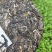 支持定制2022年昔归普洱茶生茶饼357克