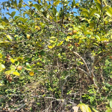 大别山老树小籽油茶籽